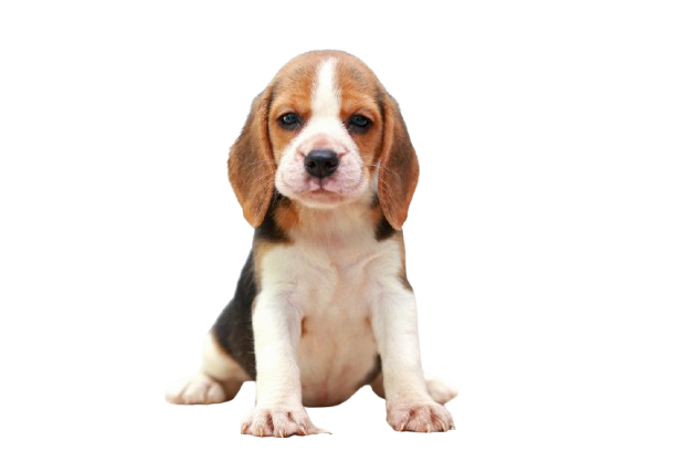 beagle removebg preview